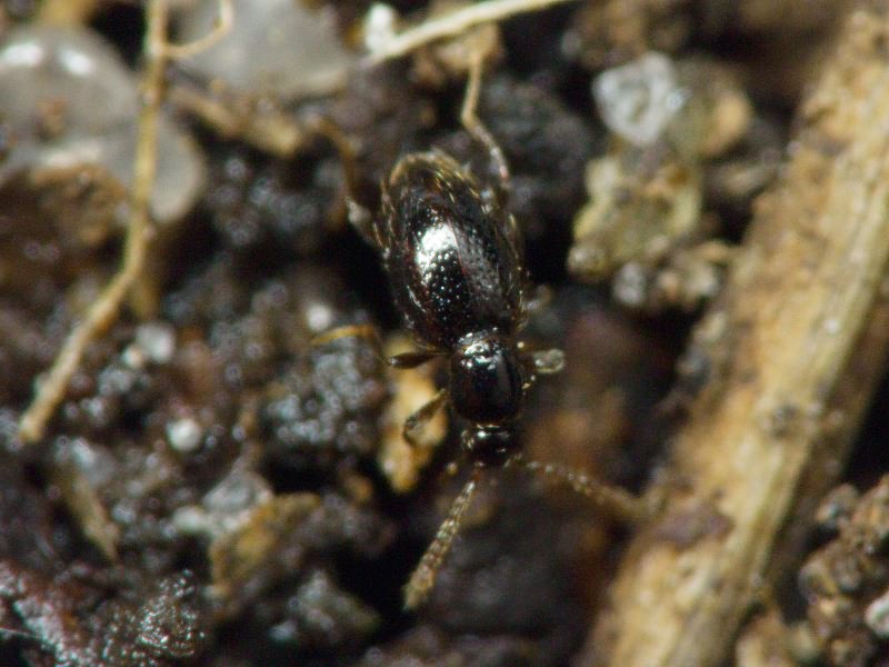 Scydmaenidae Leach, 1815